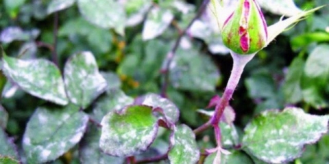 Kako obraditi i kako se riješiti pepelnice na ružama: preparati, fotografije